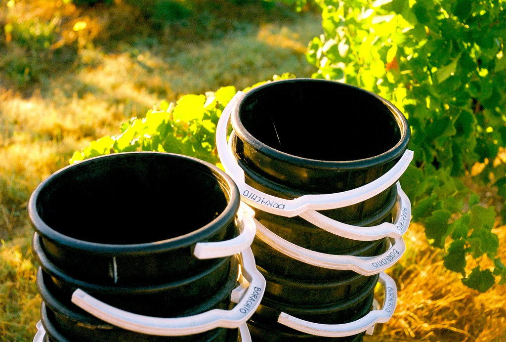 Harvest buckets stacked outside in a sunny vineyard with green grapevines in the background.