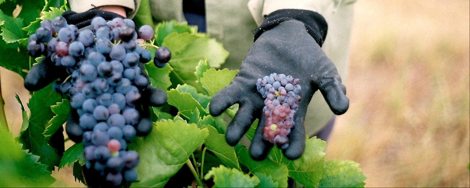 A close-up shot of a person wearing gloves, holding a bunch of Grenache grapes in each hand, standing in a vineyard.
