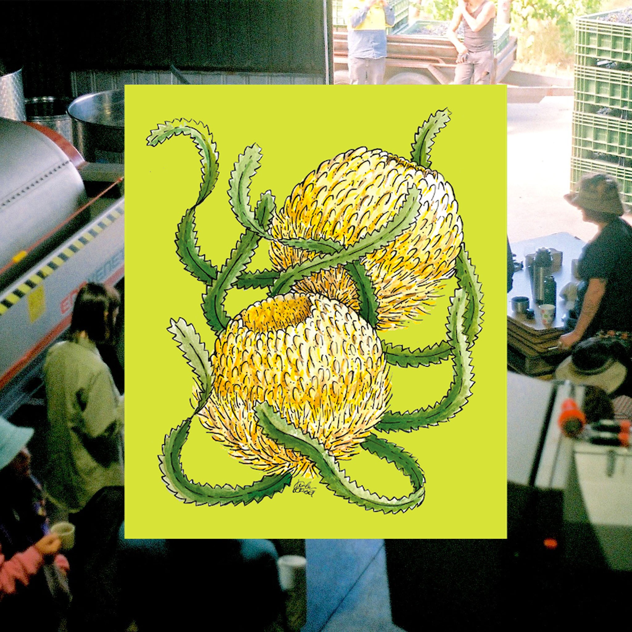 Borachio 2022 Chardonnay Carbonic front label. Yellow-green in colour, featuring a hand-drawn illustration of two tennis ball banksia flowers.