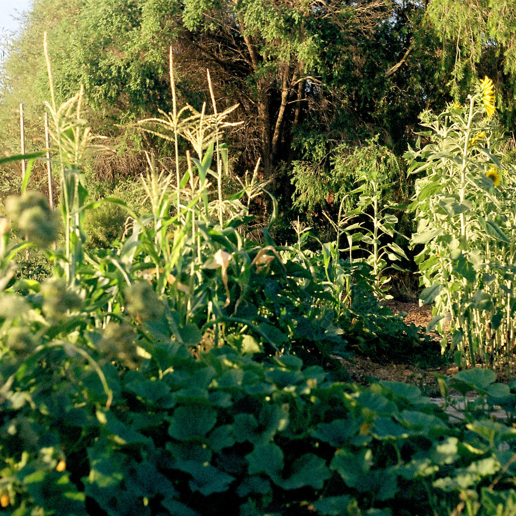 A sunlit vegetable garden featuring tall corn stalks, leafy green plants, and sunflowers with dense trees in the background.