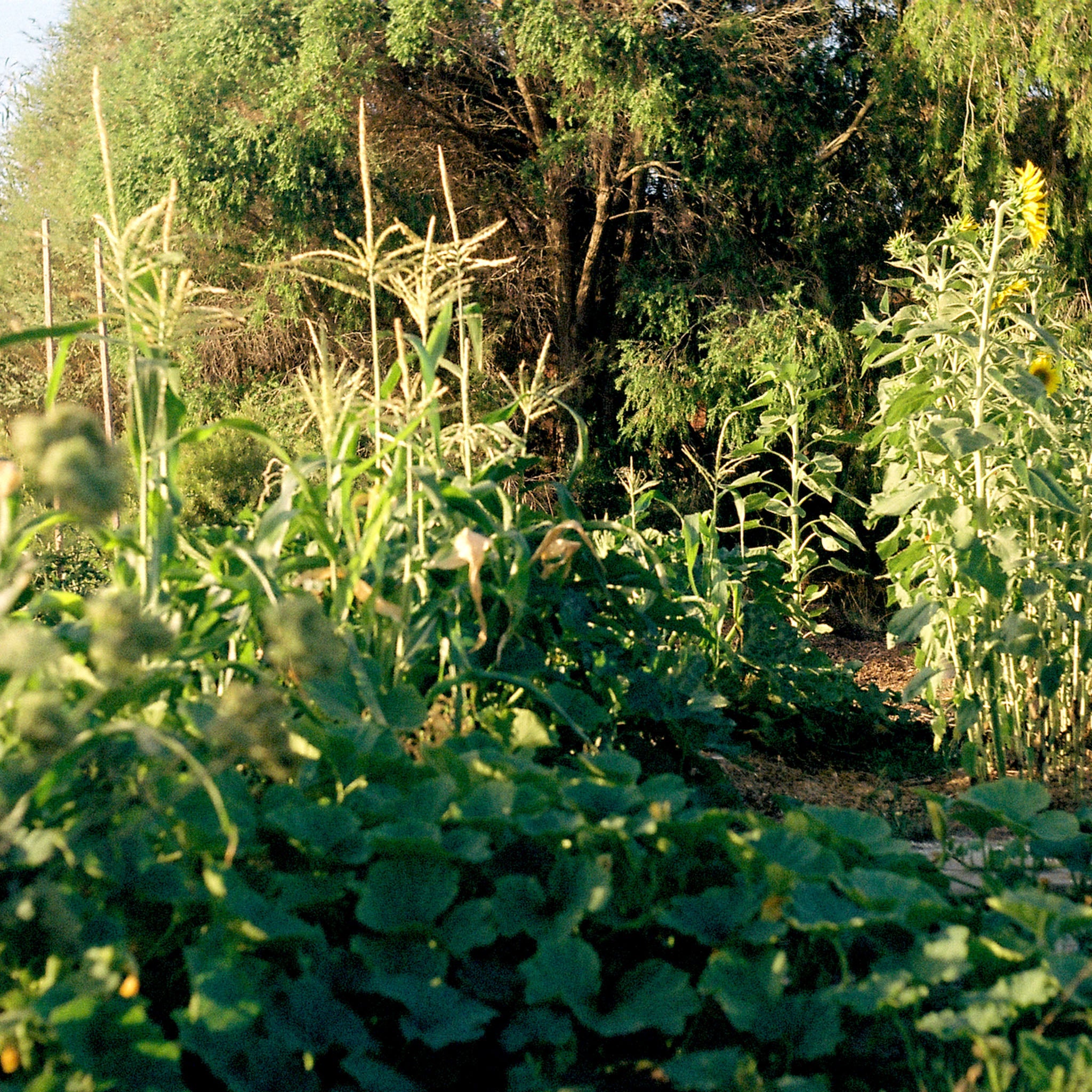 A sunlit vegetable garden featuring tall corn stalks, leafy green plants, and sunflowers with dense trees in the background.