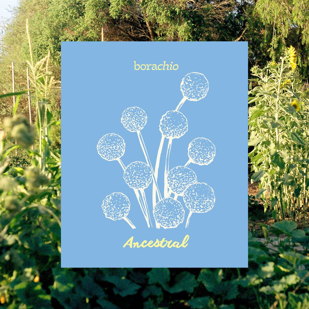 Borachio Chardonnay Ancestral 2021 front label. Light blue in colour, featuring hand-drawn Billy Button flowers.