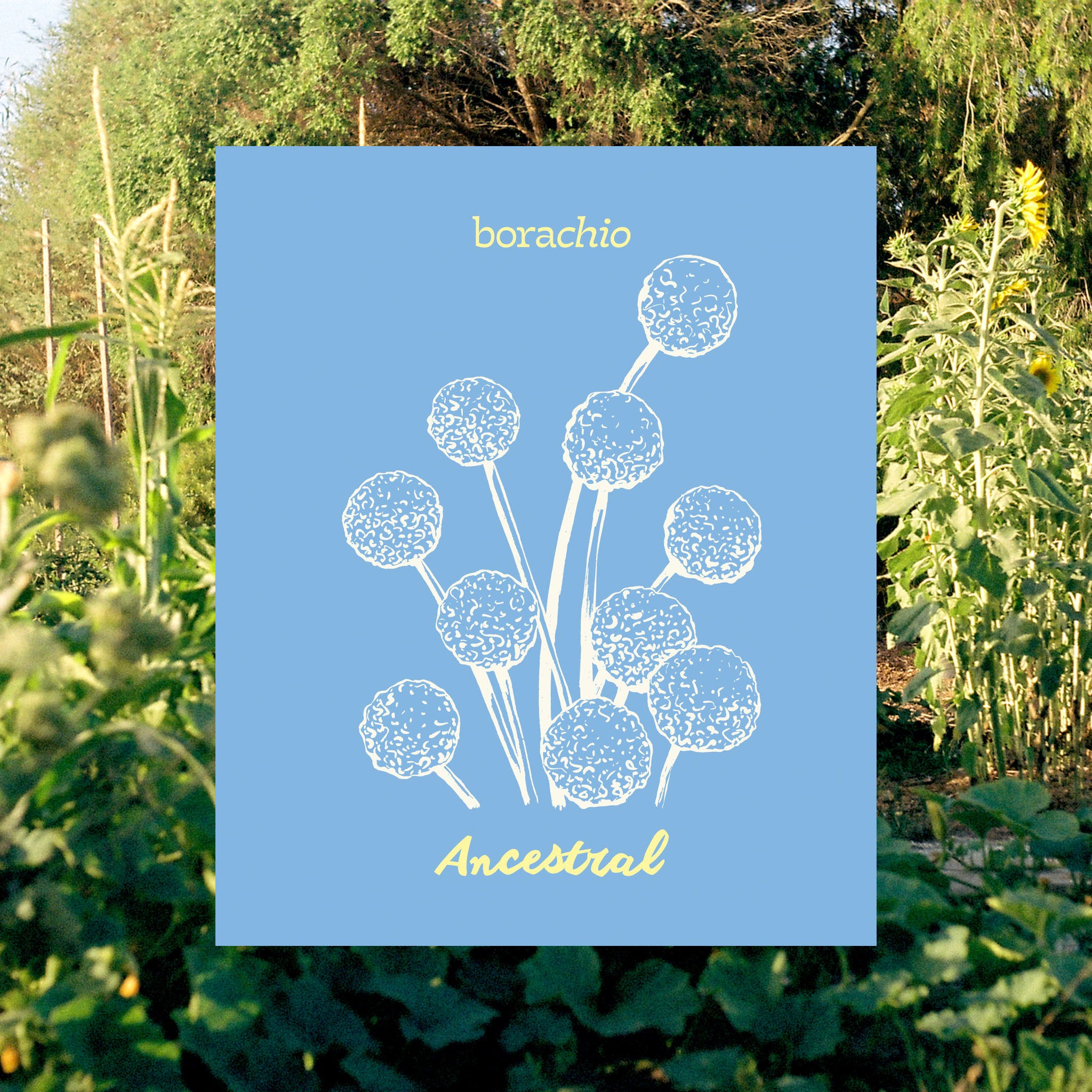 Borachio Chardonnay Ancestral 2021 front label. Light blue in colour, featuring hand-drawn Billy Button flowers.