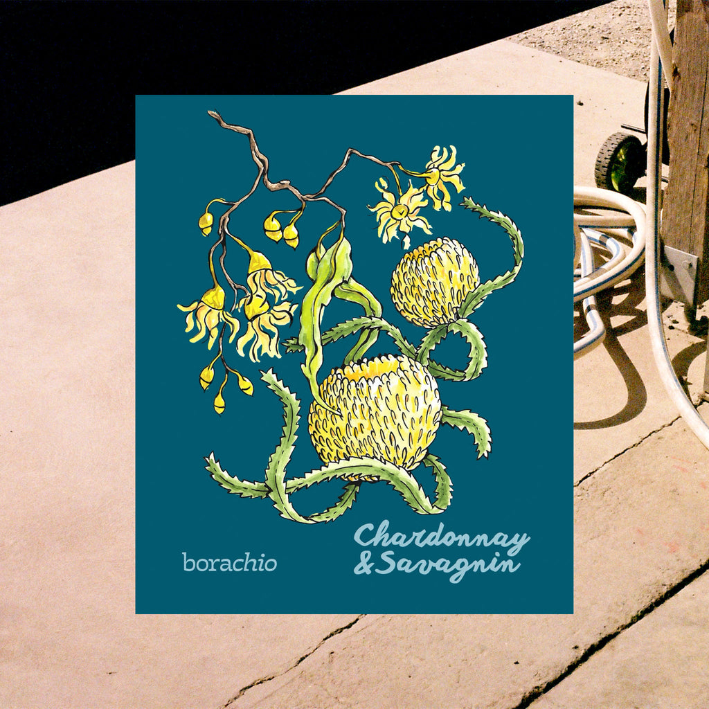 Borachio Chardonnay Savagnin 2022 front label. Dark teal in colour, featuring a hand-drawn illustration of a Mount Compass swamp gum branch, and tennis ball banksia flowers.