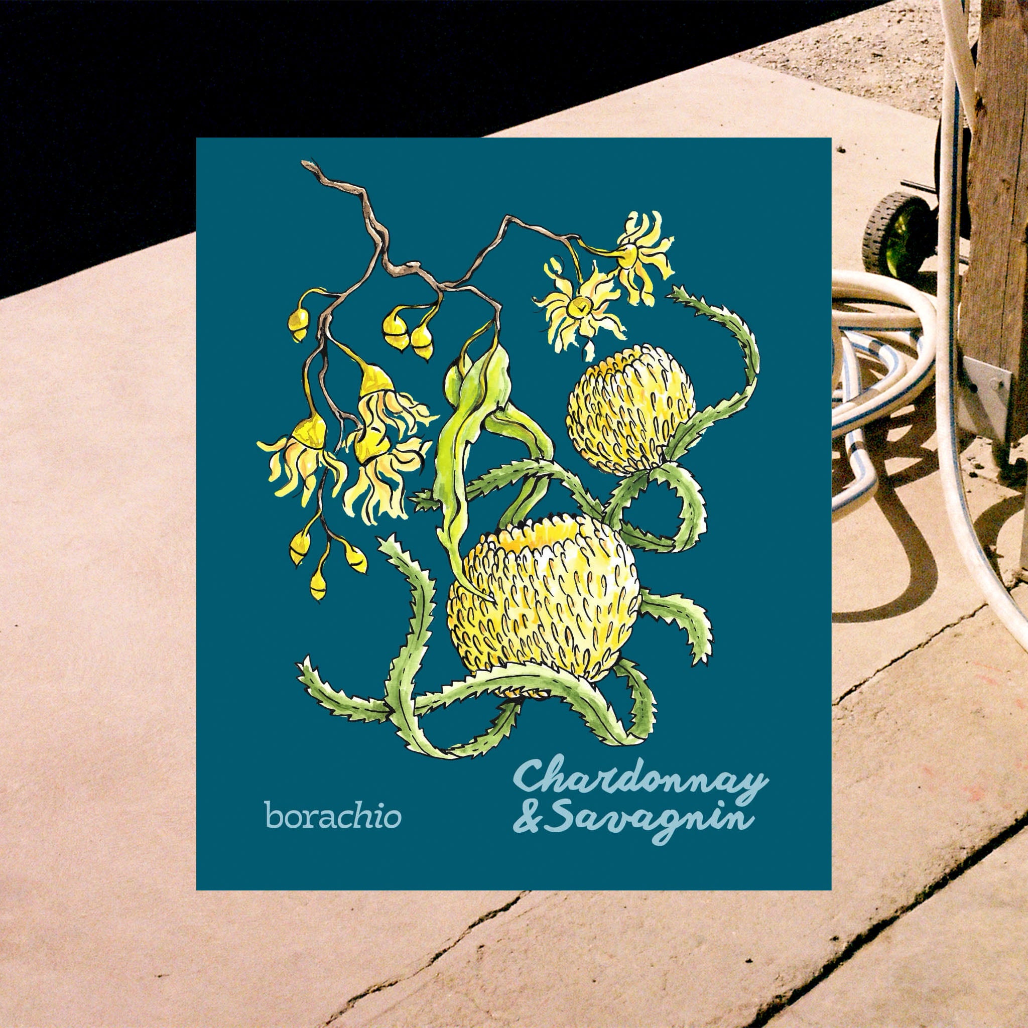 Borachio Chardonnay Savagnin 2022 front label. Dark teal in colour, featuring a hand-drawn illustration of a Mount Compass swamp gum branch, and tennis ball banksia flowers.
