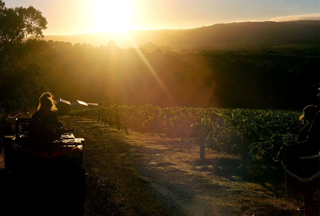 Cellar door experience