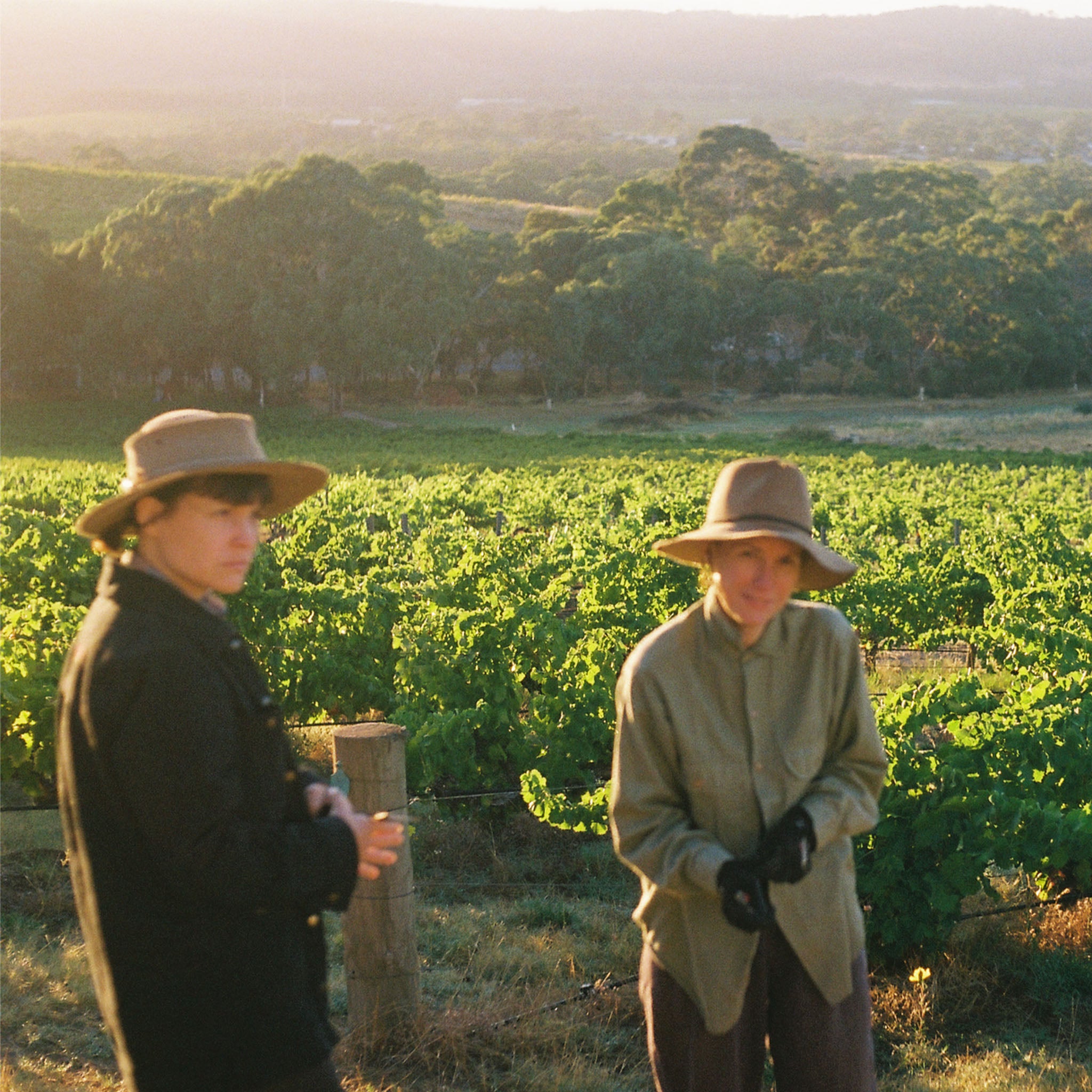 Harvest team standing next to buckets in front of a Grenache vineyard, ready to pick grapes on a sunny morning.