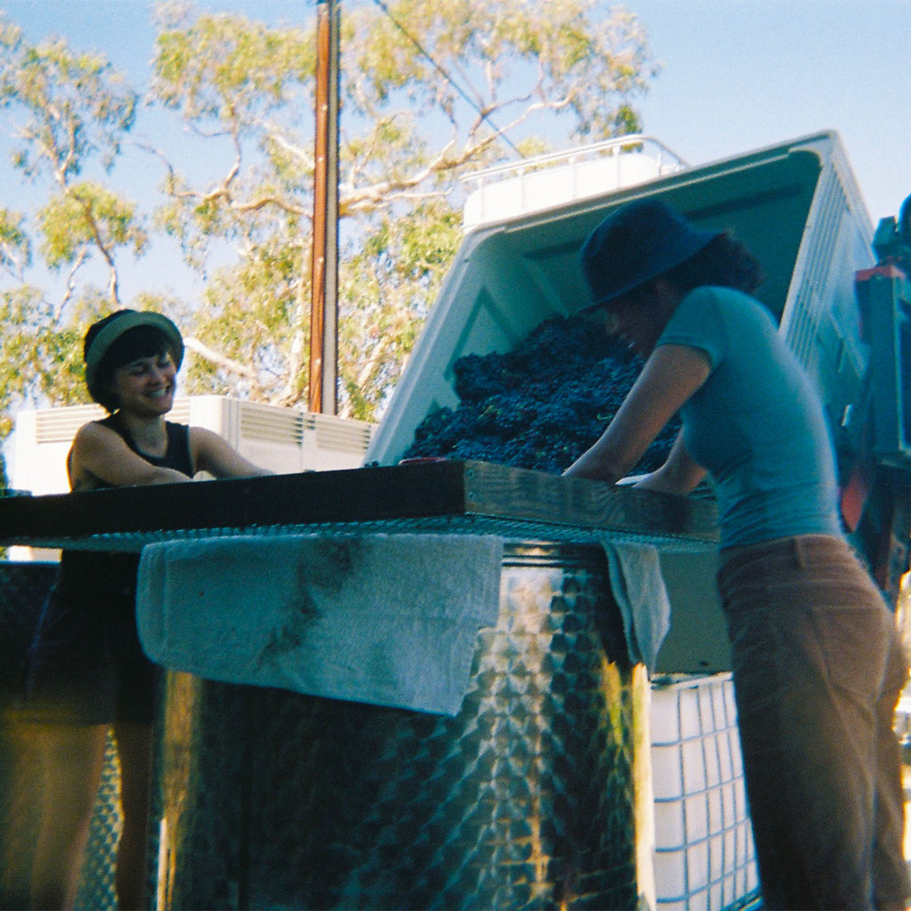 Two people outside hand de-stemming Grenache grapes into a tank, with trees and a blue sky in the background.