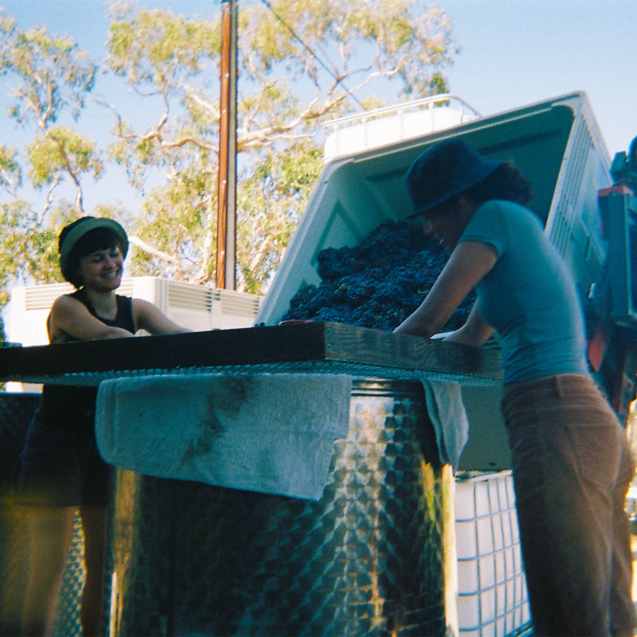 Two people outside hand de-stemming Grenache grapes into a tank, with trees and a blue sky in the background.