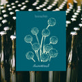 Savagnin Ancestral 2019 - Sparkling