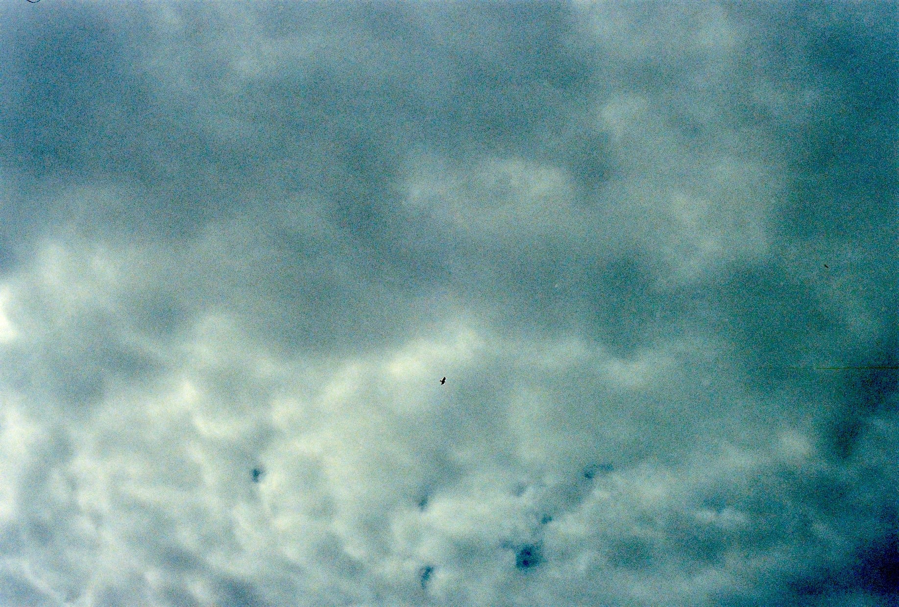 Cloudy sky with a wedge-tailed eagle soaring through the clouds.